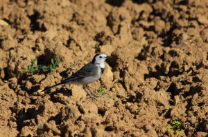 Lavandera blanca