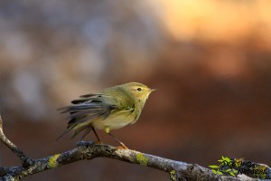 Mosquitero refugio de la serpiente