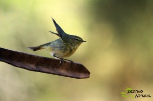 Mosquitero DestinoNatural