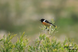 Tarabilla europea