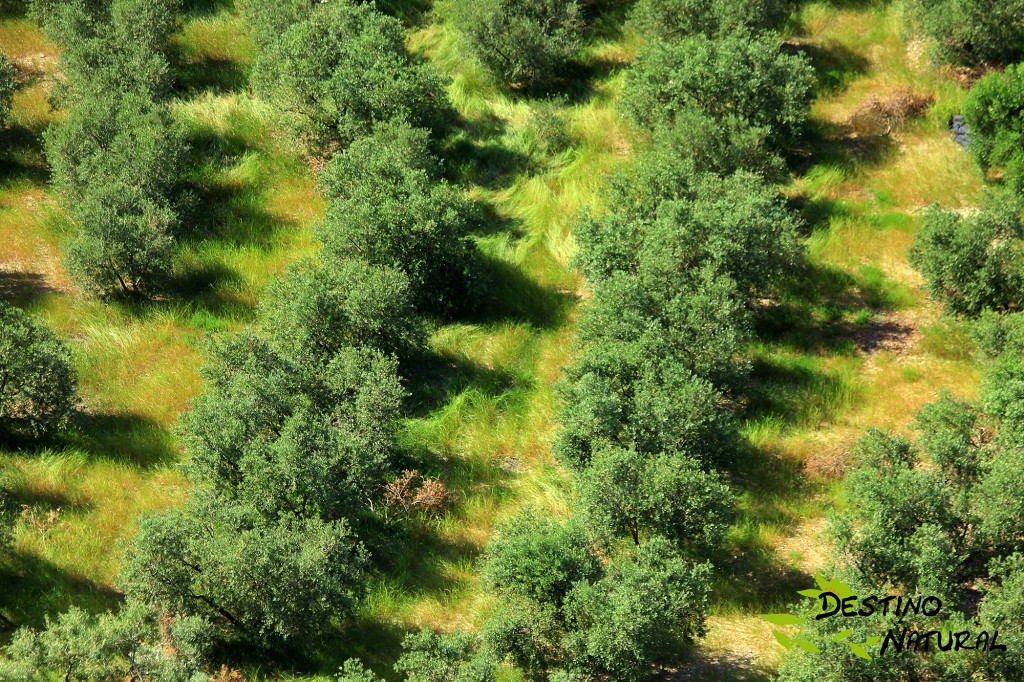 Olivar y biodiversidad