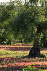 Olivo biodiversidad