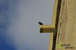 Estornino en el Torreón