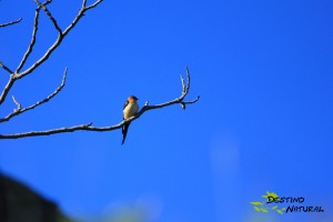 Golondrina dáurica