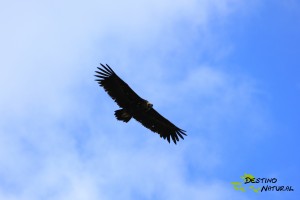 Buitre negro Sierra Norte de Sevilla