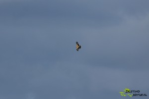 Águila imperial ibérica, damero