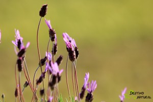 Sierra Norte de Sevilla Lavanda