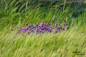 Lavanda