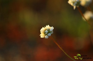 Armeria arenaria subsp. segoviensis