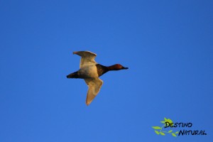 Porrón europeo en vuelo