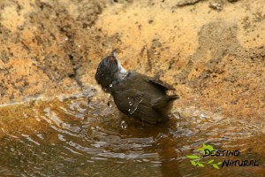 Curruca cabecinegra baño