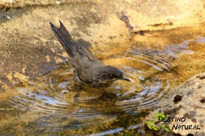 Curruca mirlona baño