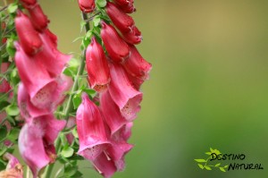 Digitalis purpurea