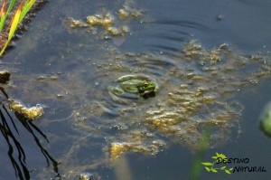 Pelophylax perezi