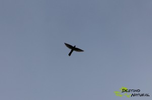 Cuco en vuelo