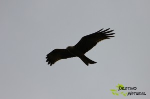 Milano negro en vuelo