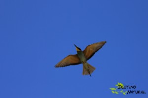 Abejaruco en vuelo