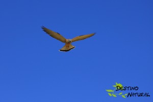 Cernícalo primilla en vuelo