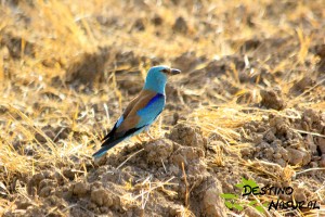 Carraca europea en Osuna