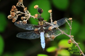 Libellula depressa