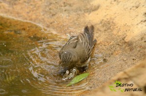 Papamoscas gris baño