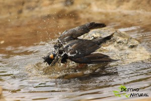 estornino negro baño