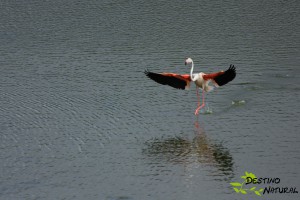 Flamenco aterriza