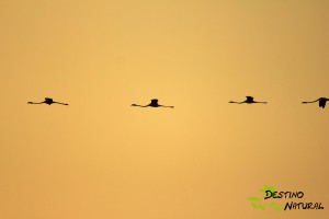 Flamencos atardecer