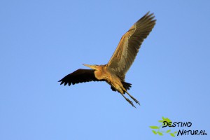 Garza imperial