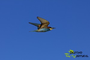 Abejaruco Merops apiaster