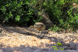 Mochuelo europeo