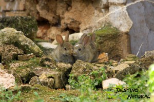 Conejos en la finca