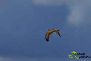 Busardo ratonero- Buteo buteo