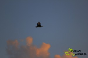 Avutarda en vuelo