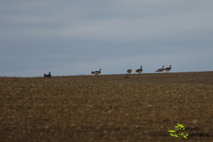 Avutardas en Osuna