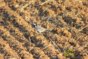 Lavandera blanca