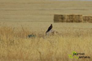 Aguilucho cenizo (2)