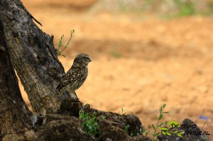 Mochuelo europeo