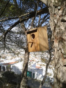 Cajas nido páridos (4)