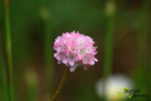 Armeria gaditana (3)