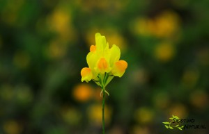 Linaria spartea