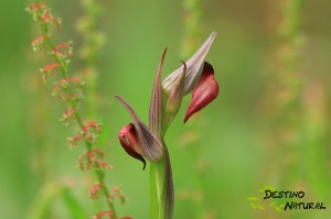 Orquídea Doñana