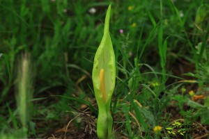 arum italicum