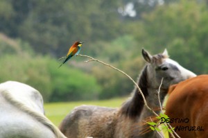 Abejaruco y ganadería