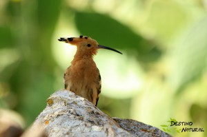 Abubilla Refugio