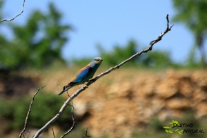 Carraca DestinoNatural