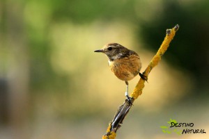 Tarabilla Hide Refugio