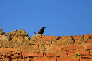 collalba negra DestinoNatural