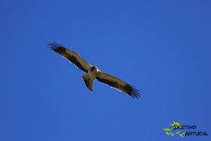 Águila calzada