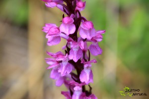 Dactylorhiza elata